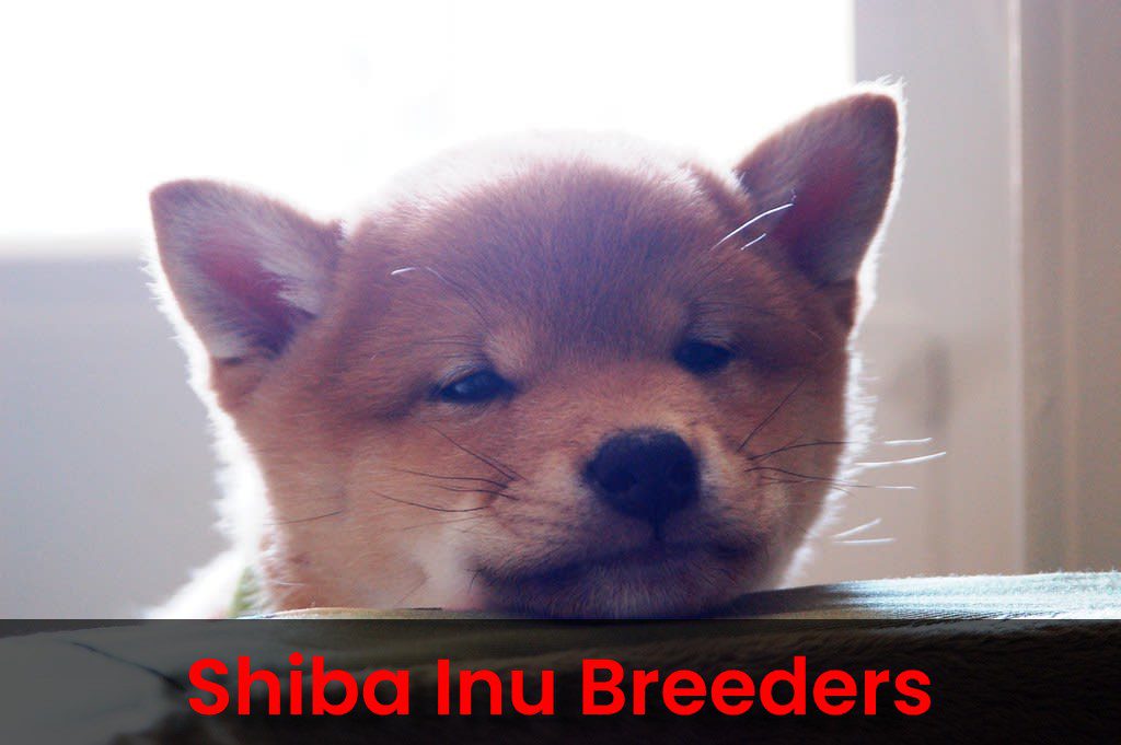 Shiba Inu Breeders