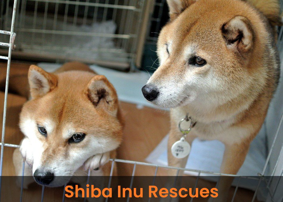 Shiba Inu Rescues