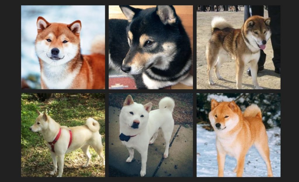 Shiba Inus Shiba Inu Rescues Breeders
