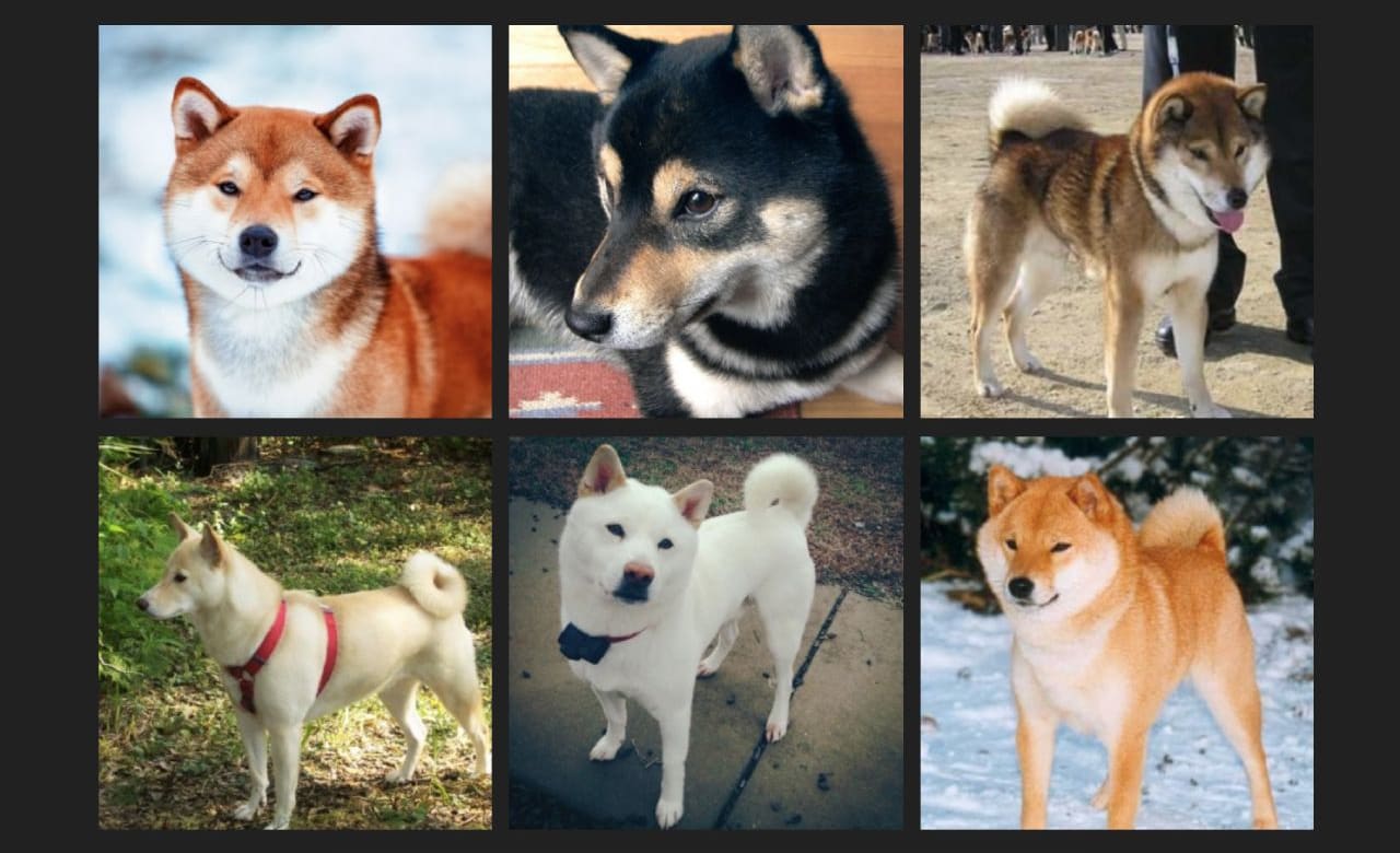 Shiba Inu Colors Shiba Inu Rescues Breeders Shiba Inu Colors Shiba Inu Rescues Breeders